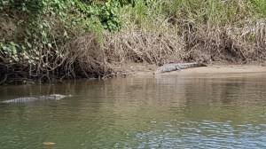 Crocodilo de auga salgada
