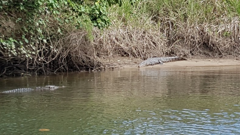 Crocodilo de auga salgada