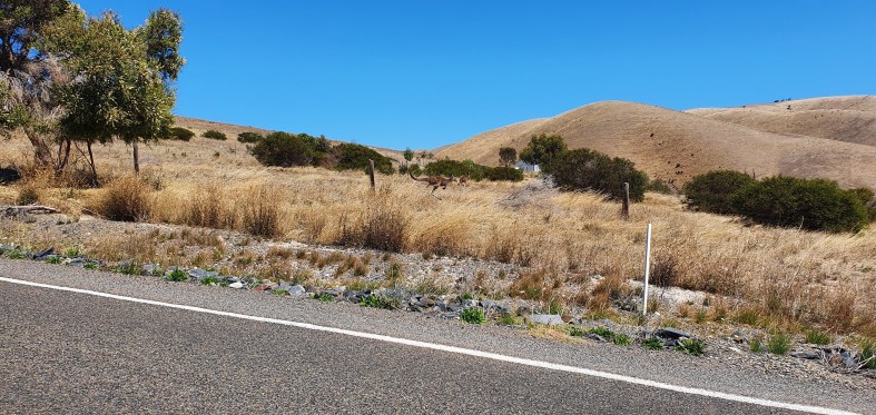 Canguros en liberdade
